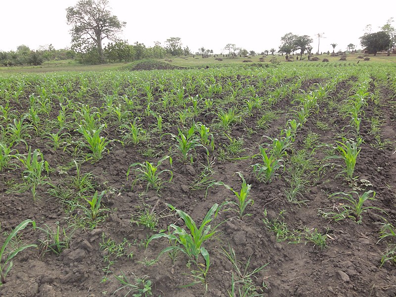 File:Agriculture in inland valleys in Togo - panoramio (95).jpg