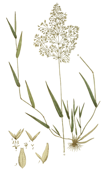 File:Agrostis stolonifera - Svensk botanik tab. 581.png