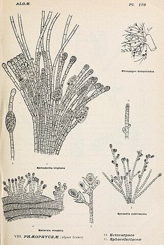 Fortune Salaire Mensuel de Nemodermataceae Combien gagne t il d argent ? 10 000,00 euros mensuels