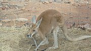Thumbnail for Alice Springs Desert Park