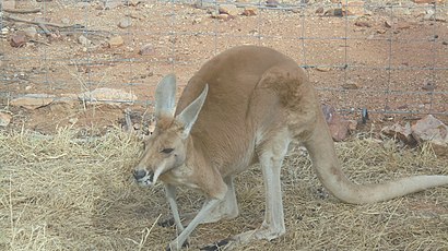 How to get to Alice Springs Desert Park with public transport- About the place