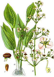 Alismatidae Subclass of flowering plants
