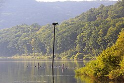 Alleghany National Forest - Pennsylvania - panoramio.jpg