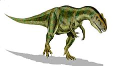 Allosaurus fragilis. Allosaurus BW.jpg