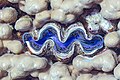 * Nomination Maxima clam (Tridacna maxima), Red Sea, Egypt --Poco a poco 08:15, 7 July 2023 (UTC) * Promotion  Support Good quality. --MB-one 10:26, 7 July 2023 (UTC)