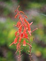 Aloe bellatula, Aloes, 2023-10-30