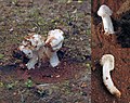 Amanita arenaria için küçük resim