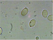 Spores d'Amanita muscaria.