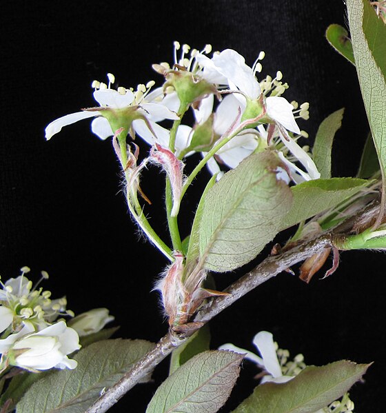 File:Amelanchier bartramiana 15-p.bot-amel.bartra-02.jpg