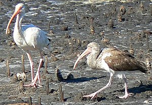 AmericanWhiteIbis&juv.jpg