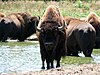 A large adult American bison stares into the camera