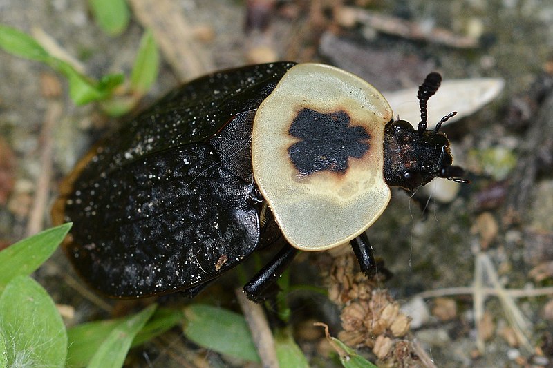 File:American Carrion Beetle (Necrophila americana) - Mississauga, Ontario 02.jpg