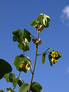 <i>Amicia</i> Genus of legumes