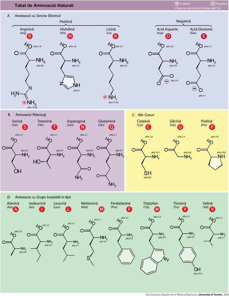 Tabelul aminoacizilor