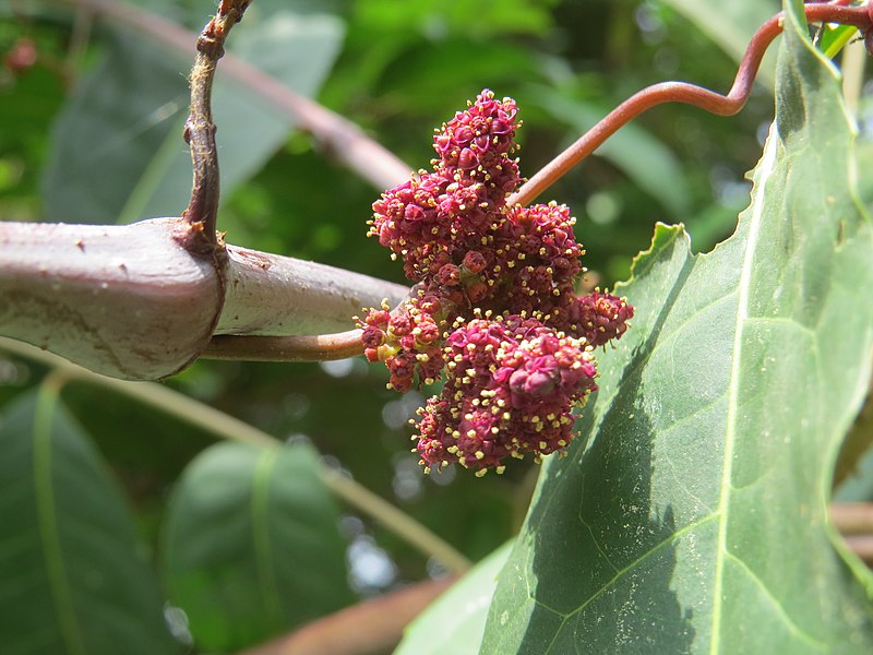 File:Ampelocissus latifolia 12.jpg