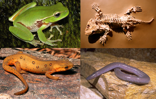 <span class="mw-page-title-main">Amphibian</span> Class of ectothermic tetrapods