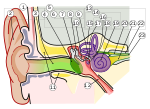 Miniatura per Ossicle