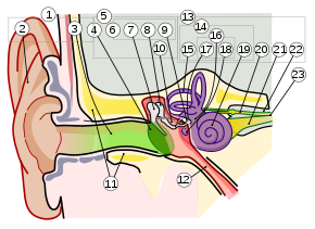 Anatomy of the Human Ear 1 Intl.svg