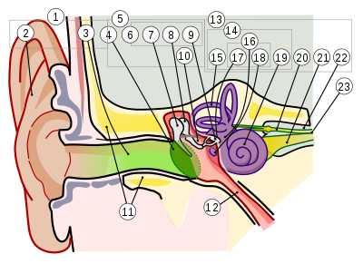 耳 维基百科 自由的百科全书