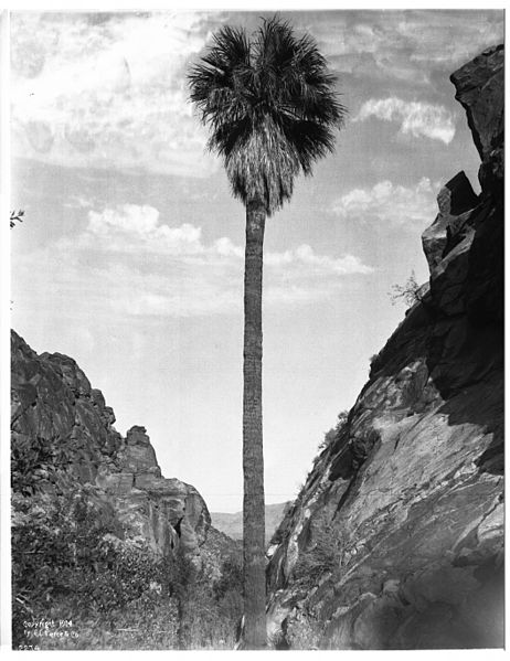 File:Andreas Canyon near Palm Springs, ca.1903 (CHS-2274).jpg