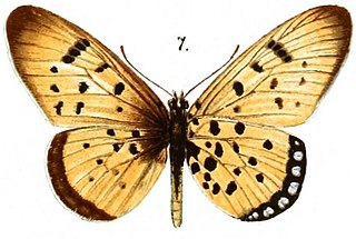 <i>Acraea marnois</i> Species of butterfly