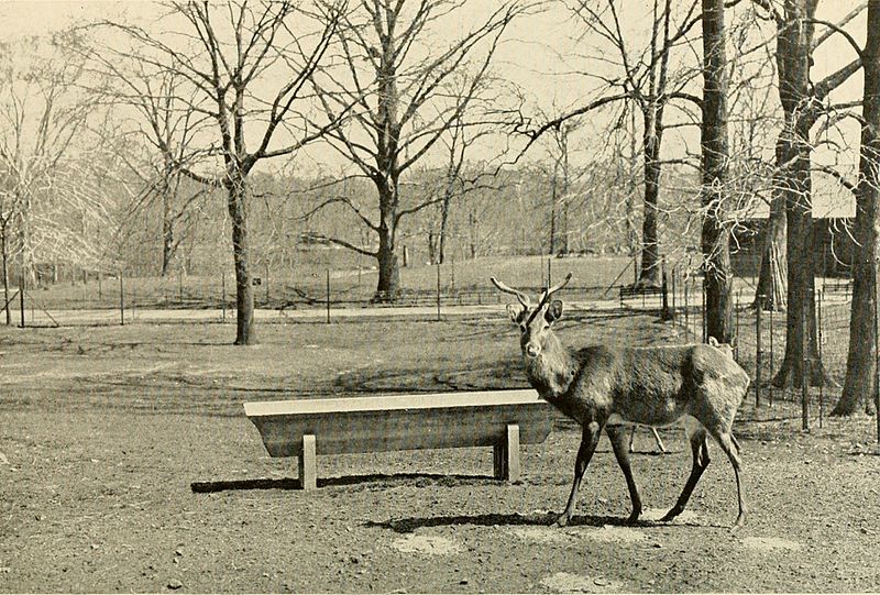 File:Annual report - New York Zoological Society (1918) (17808845704).jpg