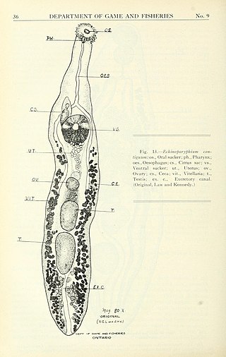 <i>Echinoparyphium</i> Genus of flukes