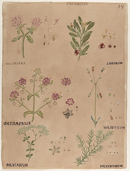 File:Anon - A sheet of Botanical Studies - 10422.jpg