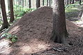 English: Ant nest of Formica rufa at Nýrsko, the Czech Republic. Čeština: Mraveniště mravence lesního u Nýrska.