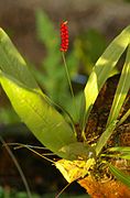 -{Anthurium gracile}-