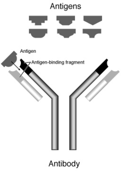 Antigen