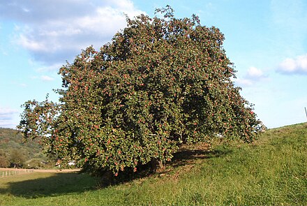 An apple tree in Germany