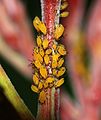 * Nomination Oleander aphids (Aphis nerii) -- Alvesgaspar 11:58, 13 September 2008 (UTC) * Promotion Very nice suckers. --B.navez 13:10, 13 September 2008 (UTC)