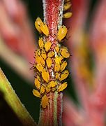 Aphis nerii (Oleander aphid)