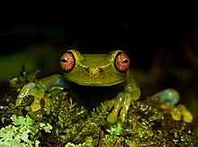 Aplastodiscus arildae, a species of frog which is endemic to Brazil Aplastodiscus arildae no Parque Estadual de Caparao por Lucas Rosado (03).jpg