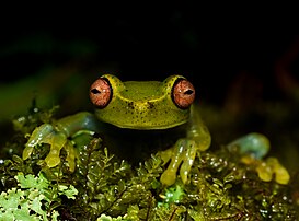 Aplastodiscus arildae, grenouille brésilienne. (définition réelle 5 044 × 3 726)