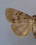 Dorsal view on wings Apopestes spectrum.jpg