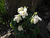 Odmiana 'Alba', o kwiatach białych