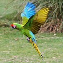 aves De Argentina