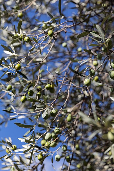 File:Archangelos Αρχάγγελος Rhodes Ρόδος 2019-11-27 05 olive tree.jpg