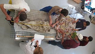 #532 (30/7/2009) Same specimen being prepared for dissection by Clyde Roper (top left) and other scientists from the Smithsonian Institution, NOAA, and the Delaware Museum of Natural History, including Paula Rothman, Elizabeth Shea, and Michael Vecchione[166]