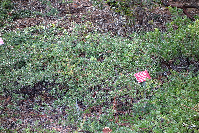 File:Arctostaphylos mendocinoensis (Arctostaphylos nummularia subsp. mendocinoensis) - Regional Parks Botanic Garden, Berkeley, CA - DSC04397.JPG