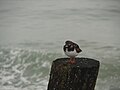 Lieu : Saint Malo (Bretagne / France) Tournepierre (Turnstone)