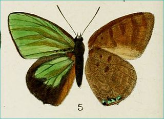 <i>Arhopala borneensis</i> Species of butterfly