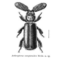 Arthropterus cerapteroides.JPG