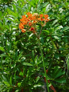 <i>Asclepias lanceolata</i> Species of plant