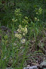 Thumbnail for Asclepias verticillata