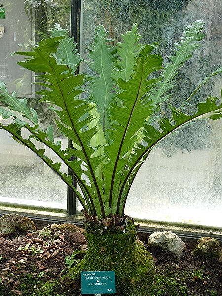 File:Asplenium nidus-Auteuil.JPG