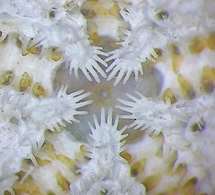 File:Astropecten spinulosus - Mouth.jpg (Category:Asteroidea)