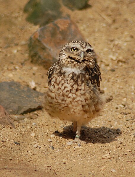 File:Athene cunicularia (burgers zoo).jpg